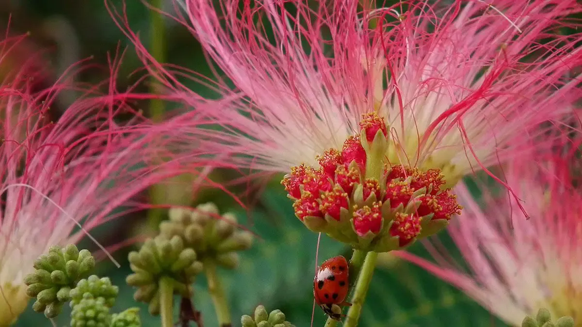 Fleur d'albizia avec une coccinelle sur la tige